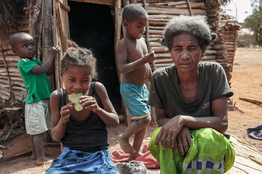 Dziewczynka jedząca przygotowanego wcześniej kaktusa podczas klęski głodu na Madagaskarze.