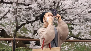 Japonia doczekała się swojego piękna. Wiśnie zakwitły!