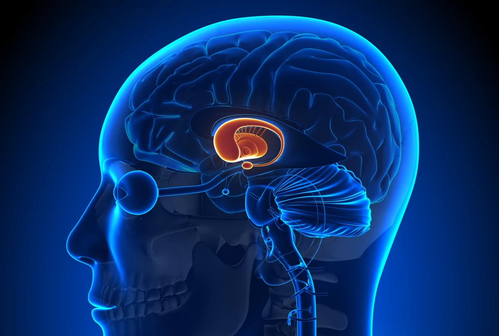 Ciało migdałowate - przez lata uważano, że to właśnie tam znajduje się "centrum strachu"