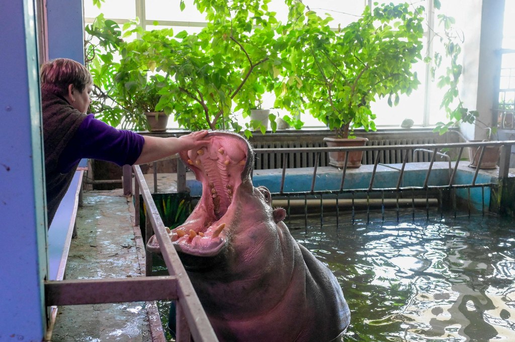 W zoo w Mikołajowie w Ukrainie nadal przebywa około 4 tys. zwierząt. Cały czas zajmują się nimi ich opiekunowie