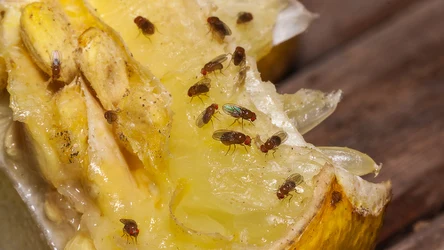 Muszki owocówki to uciążliwy i niehigieniczny problem. Jak pozbyć się ich z kuchni domowym sposobem?