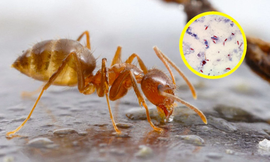 Mrówki Rasberry'ego, zwane także "szalonymi", są niezwykle groźnym, inwazyjnym gatunkiem. Sposobem na nie okazały się grzyby chorobotwórcze