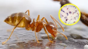 Szalone mrówki od lat są zmorą w USA. Naukowcy odkryli na nie sposób