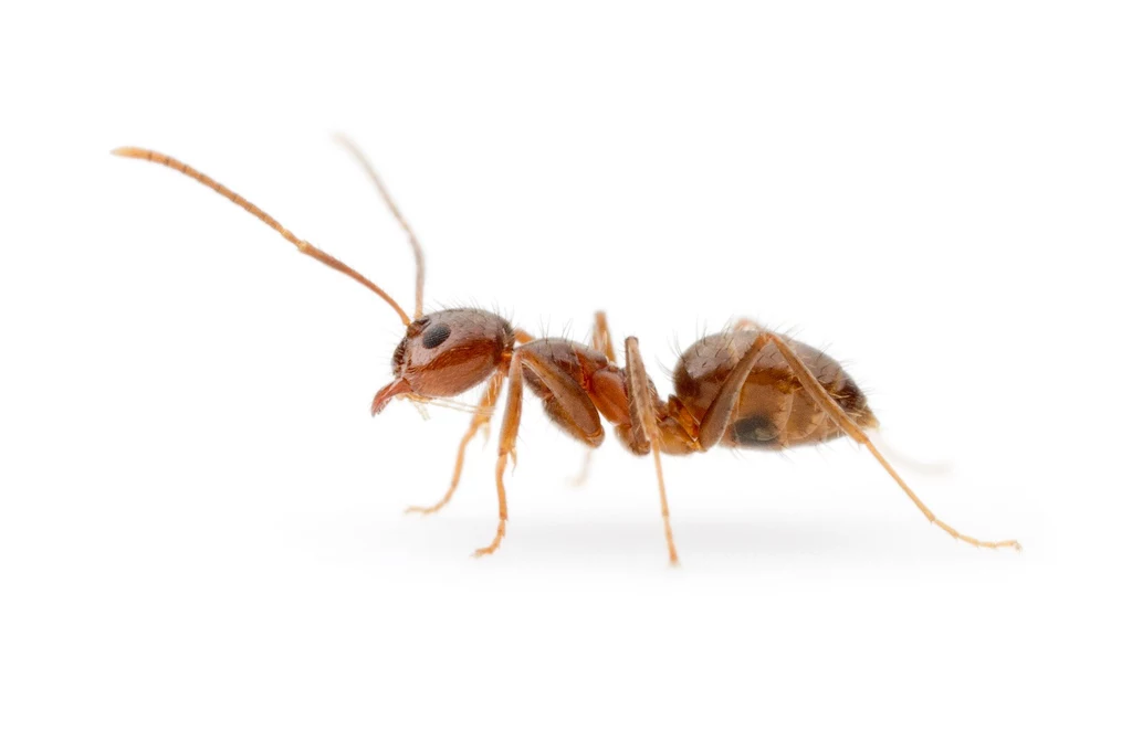 Szalona mrówka Rasberry'ego z gatunku Nylanderia była dotąd niepokonana. Jednak naukowcy znaleźli na nią bezpieczny, naturalny sposób