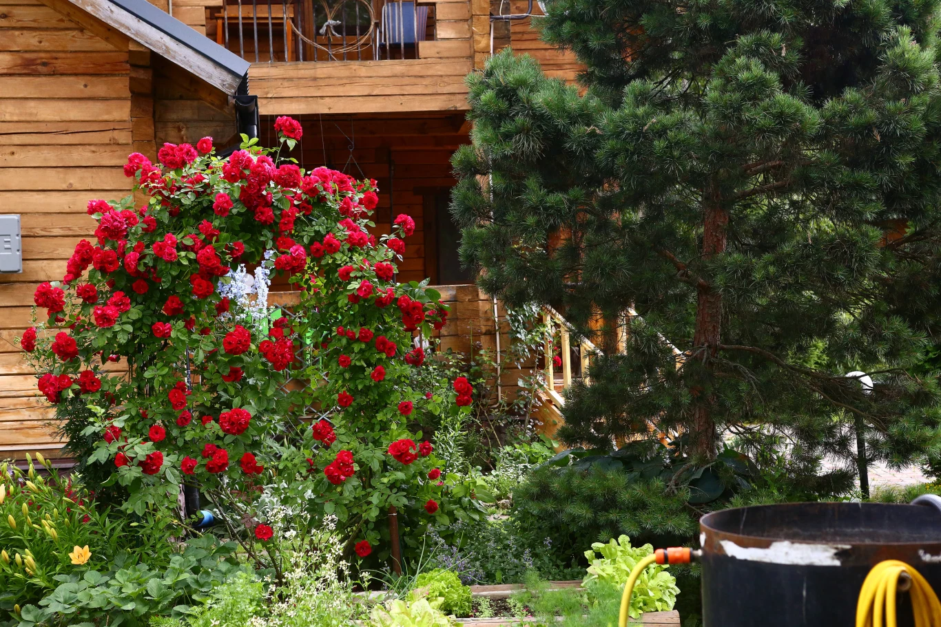 Róża to roślina bardzo wymagająca, ale potrafi odwdzięczyć się pięknym wyglądem