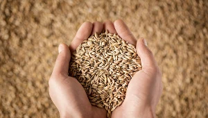 Żywność drożeje. Przygotujmy się na większe wydatki. Zdj. ilustracyjne