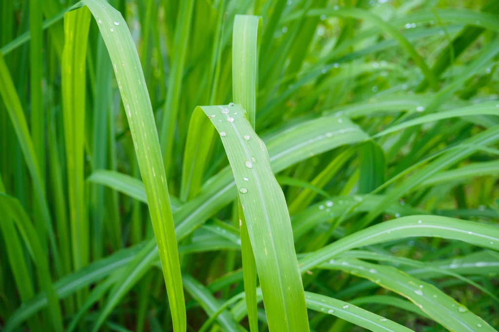 Trawa cytrynowa jest niepozorna, ale zachwyca swoim przecudnym aromatem!