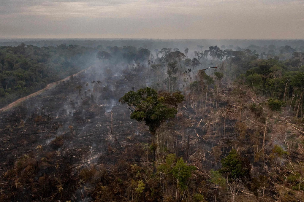 Wylesianie Amazonii stanowi ogromny problem.