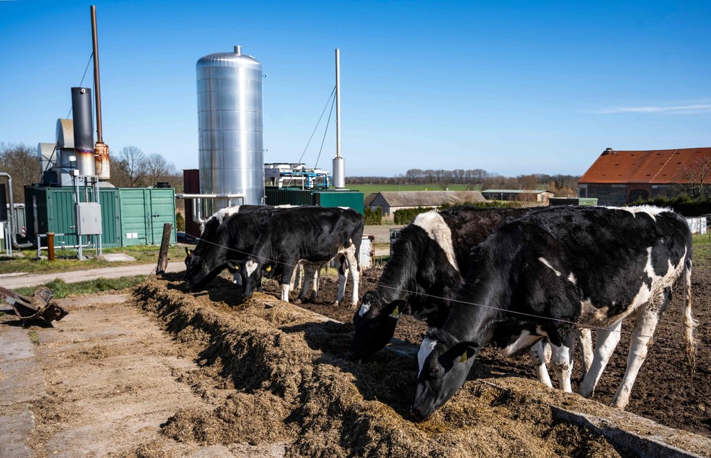 Biogaz rolniczy wytwarzany z gnojowicy, kukurydzy i trawy może pomóc Niemcom w uzyskaniu niezależności energetycznej od Rosji