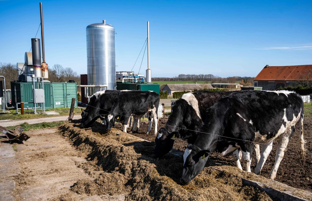 Biogaz rolniczy wytwarzany z gnojowicy, kukurydzy i trawy może pomóc Niemcom w uzyskaniu niezależności energetycznej od Rosji