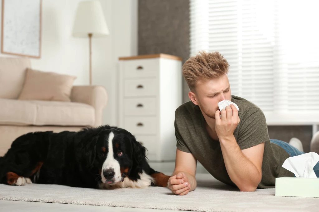 Alergia na sierść psa nie oznacza rozłąki z właścicielem 