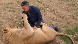 Jak ujarzmić lwy? Naukowcy stworzyli specjalny spray do nosa