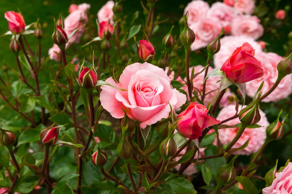 Nawożenie róż jest czynnością bardzo ważną, gdyż przyczynia się do prawidłowego wzrostu tych roślin