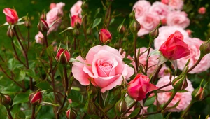 Naturalne sposoby nawożenia róż