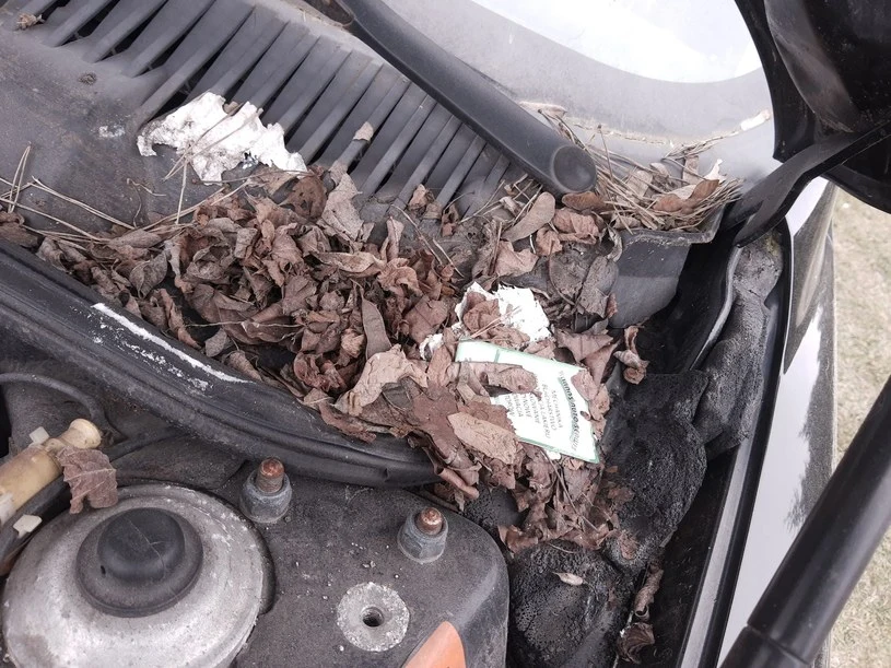 Taki widok to jawne proszenie się o kłopoty. Zatkane odpływy często są przyczyną przedostawania się wody do wnętrza auta