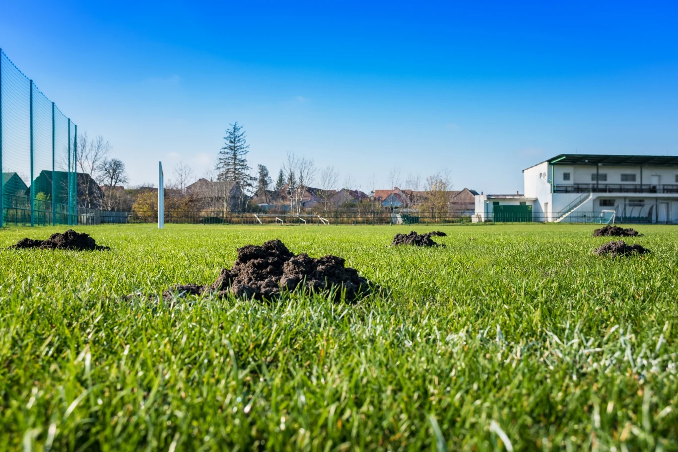 Kret może zniweczyć całą naszą pracę, włożoną w przygotowanie trawnika