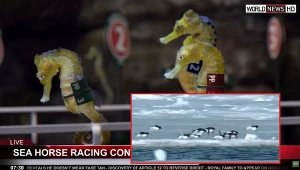 Latające pingwiny i wyścigi koników morskich, czyli kultowe żarty na Prima Aprilis