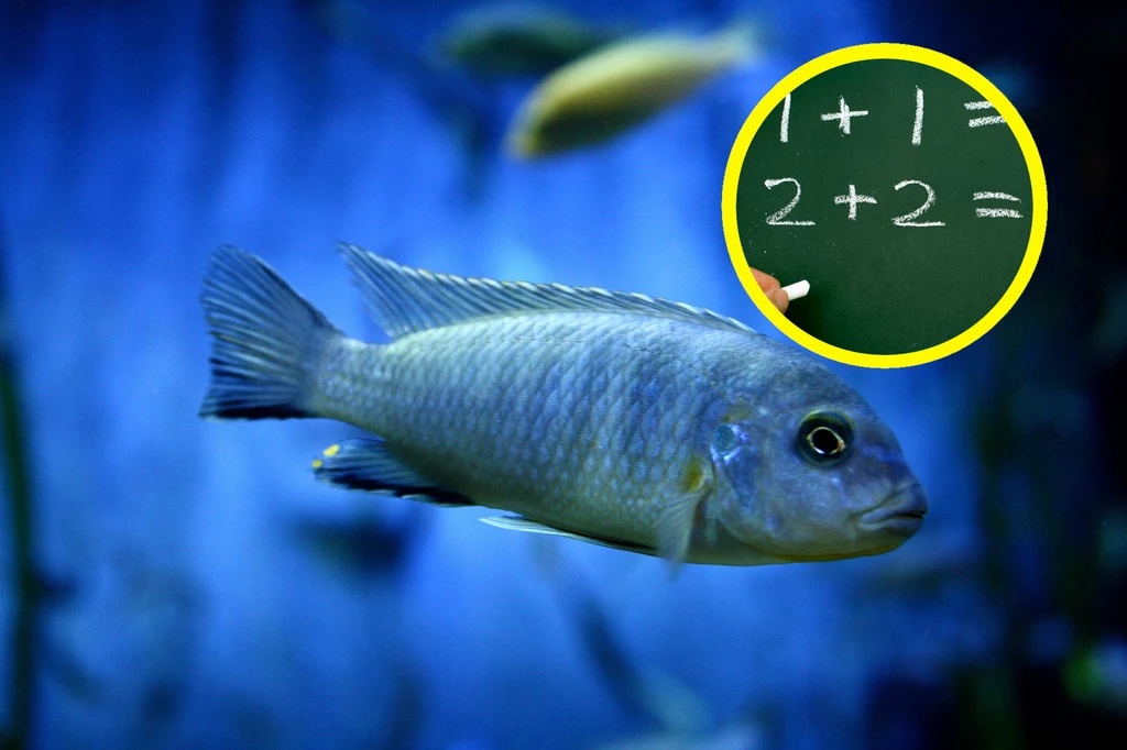 Naukowcy dowiedli, że niektóre ryby są zdolne rozwiązywać proste rachunki matematyczne, takie jak dodawanie i odejmowanie