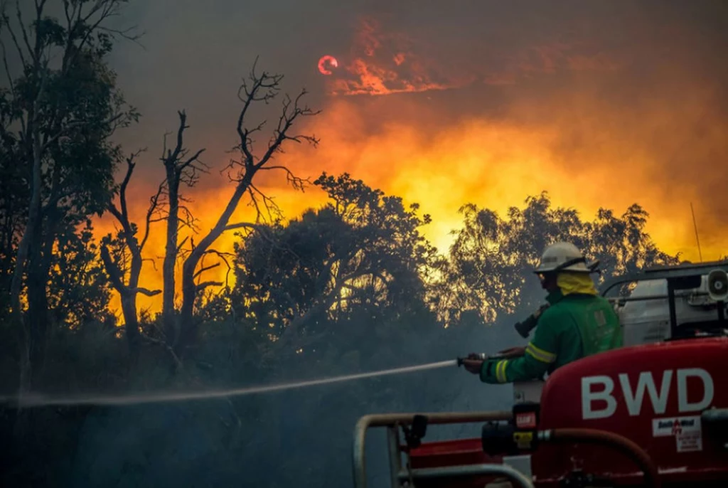 Pożary, znane w Australii jako “Czarne Lato”, strawiły między listopadem 2019 r. a styczniem 2020 r. ponad 70 tys. kilometrów kwadratowych buszu.