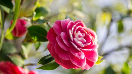 Poznaj tajniki pielęgnacji kamelii japońskiej.