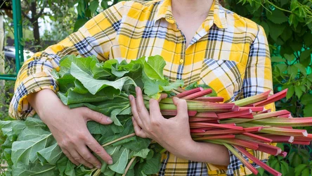 ​Wiosną podlewaj tym rabarbar. Takich soczystych plonów jeszcze nie miałeś