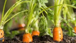 Dzień Marchewki: Jak uprawiać marchew w ogrodzie?