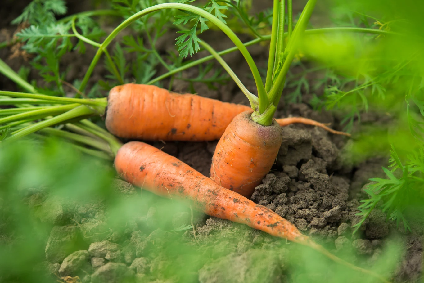 Marchew do prawidłowego wzrostu potrzebuje lekkiej i przepuszczalnej gleby