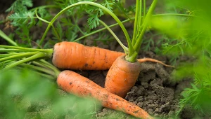 Marchew do prawidłowego wzrostu potrzebuje lekkiej i przepuszczalnej gleby