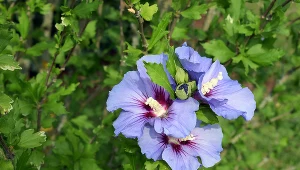 Hibiskus może być nawożony najpóźniej do połowy lipca
