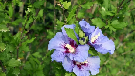 Hibiskus może być nawożony najpóźniej do połowy lipca
