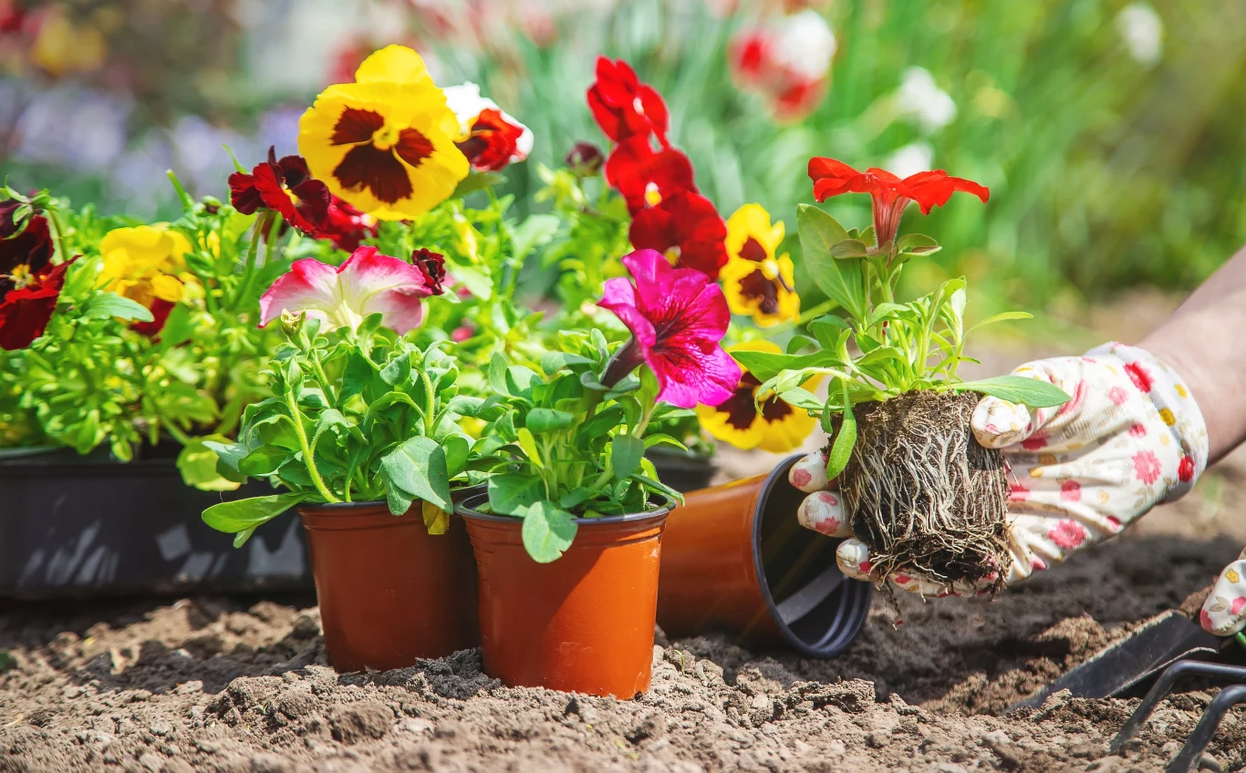 Bratki warto nawozić naparem z fusów z kawy