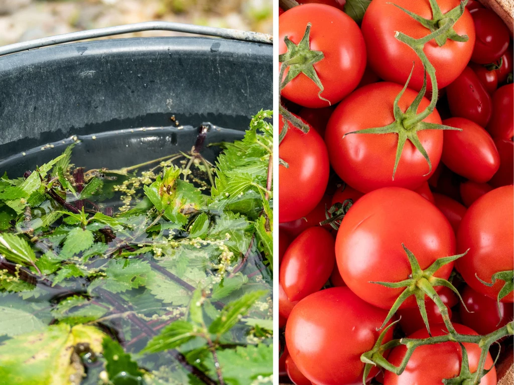 Dlaczego warto stosować gnojówkę z pokrzyw w uprawie pomidorów?