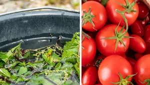 Nawóz z pokrzywy do pomidorów: Jak zrobić i jak stosować?