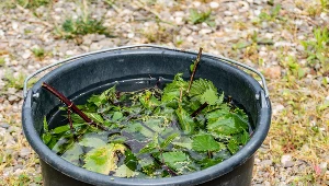 Podlewasz ogród nawozem z pokrzywy? Uważaj, te rośliny go nie znoszą 
