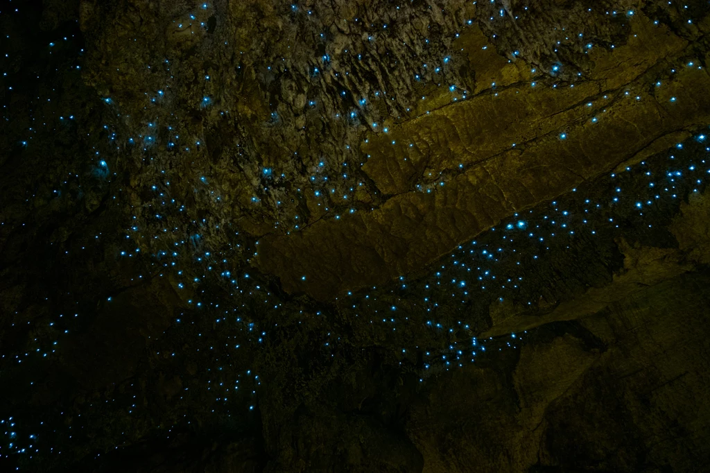 W jaskini Waitomo Glowworm można podziwiać "prawdziwe" gwiazdy