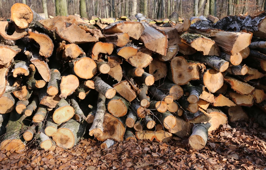 Składowisko drewna pociętego na kłody (zdjęcie ilustracyjne).