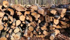 Nowy raport pokazuje, że zrównoważone pozyskanie biomasy to fikcja