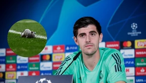 Thibaut Courtois podczas jednego z meczów został obrzucony pluszowymi szczurami przez kibiców Atletico Madryt. Podczas meczu Chelsea - Real Madryt w Lidze Mistrzów liczy na cieplejsze przyjęcie