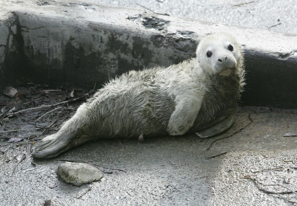 W Gdyni uratowano młodą fokę szarą. Była wychudzona i odwodniona (zdjęcie ilustracyjne)