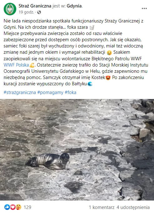 Fokę uratował strażnik graniczny