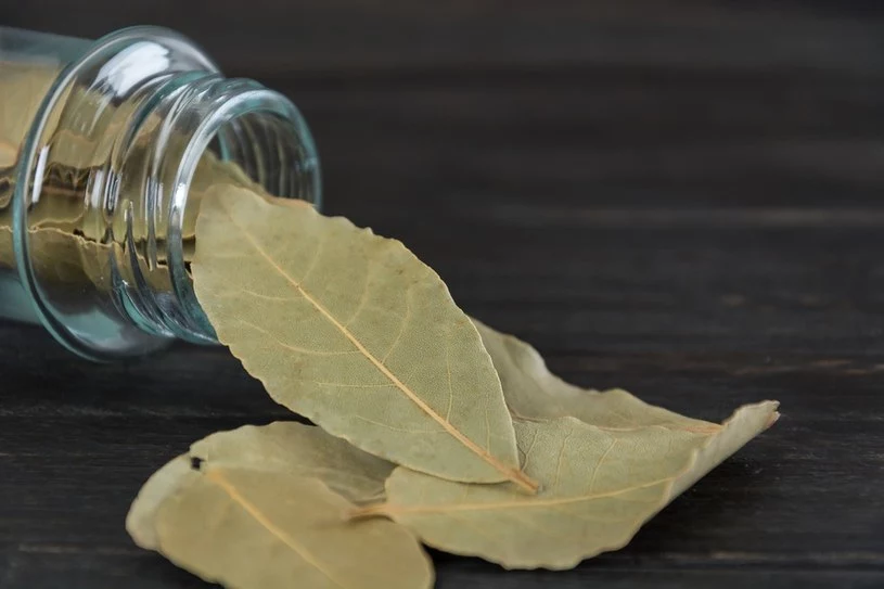 Liście laurowe chętnie wykorzystuje się w medycynie naturalnej