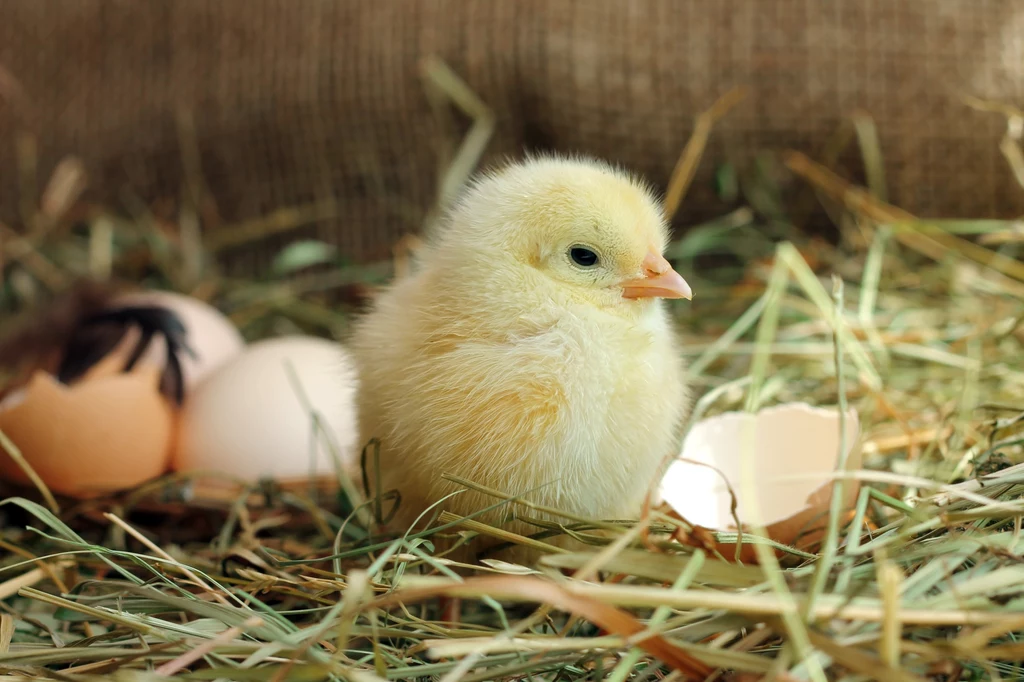 Czy w jajku ze sklepu może wykształcić się zarodek kurczaka?