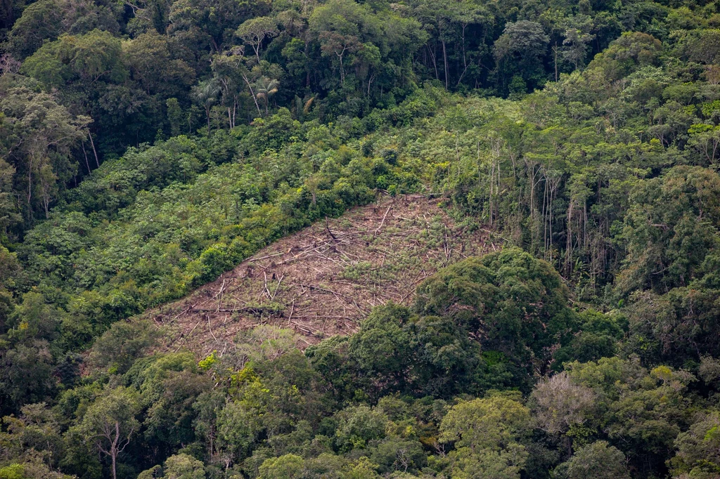 Postępujące wylesianie jedną z przyczyn kryzysu różnorodności biologicznej.