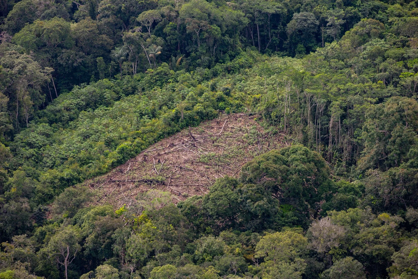 Postępujące wylesianie jedną z przyczyn kryzysu różnorodności biologicznej. Postępujące wylesianie jedną z przyczyn kryzysu różnorodności biologicznej.
