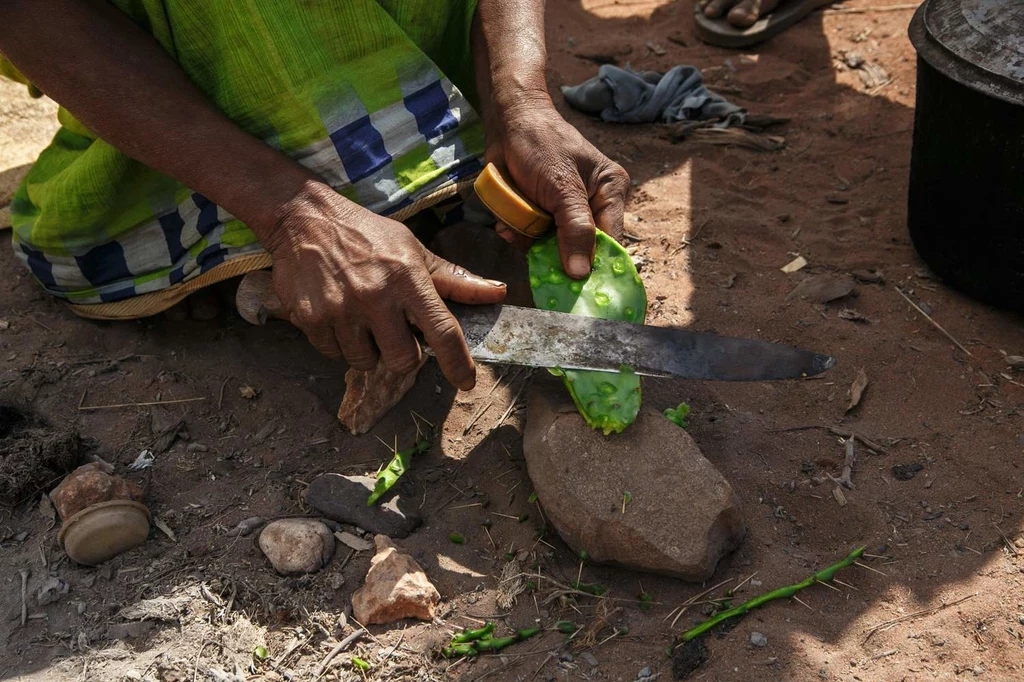 50-letnia kobieta przygotowująca kaktusa do zjedzenia przez nią i jej córkę podczas klęski głodu na Madagaskarze.