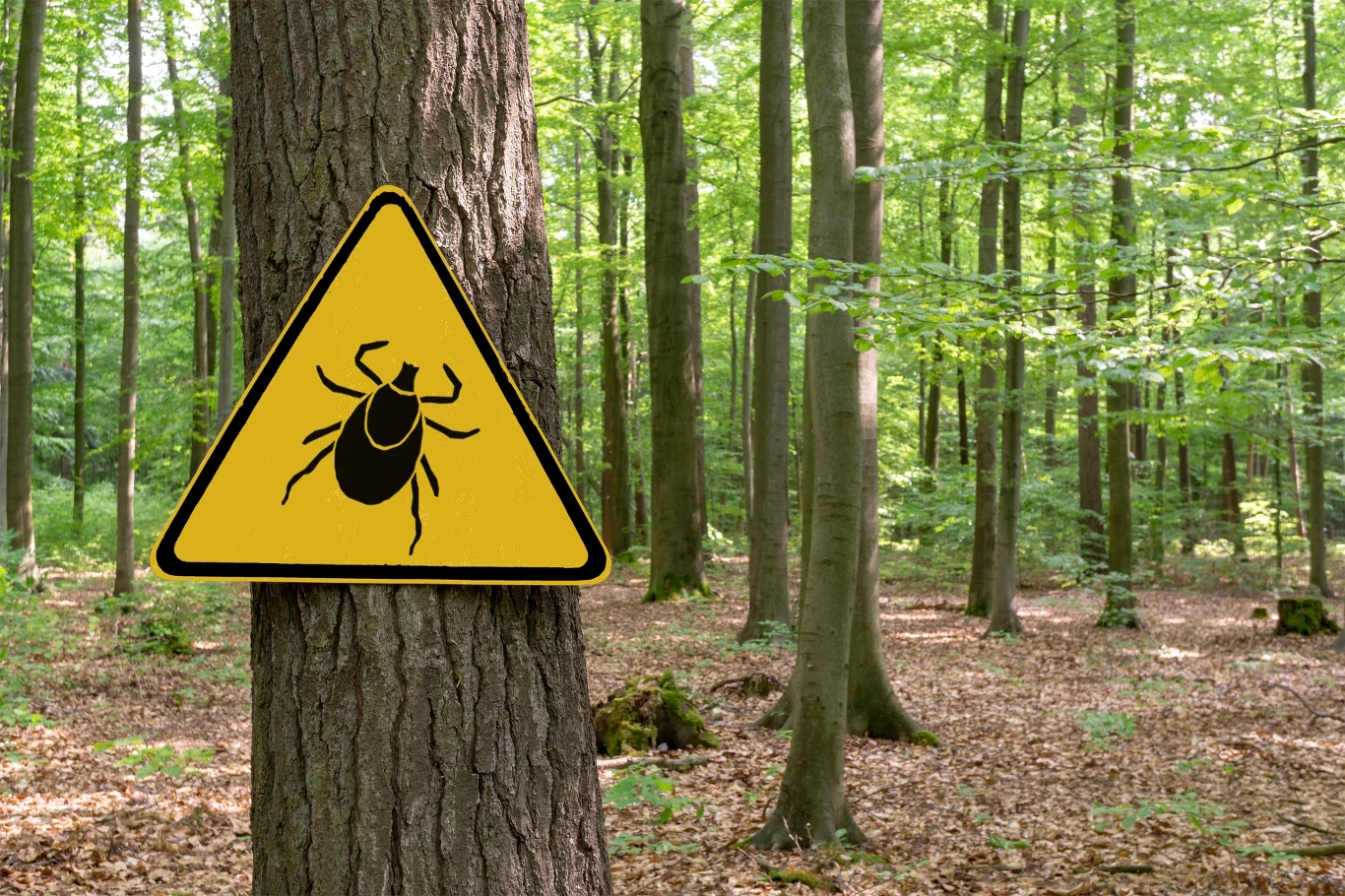 Chroń się przed kleszczami. Te pajęczaki odpowiadają za wiele groźnych chorób Chroń się przed kleszczami. Te pajęczaki odpowiadają za wiele groźnych chorób