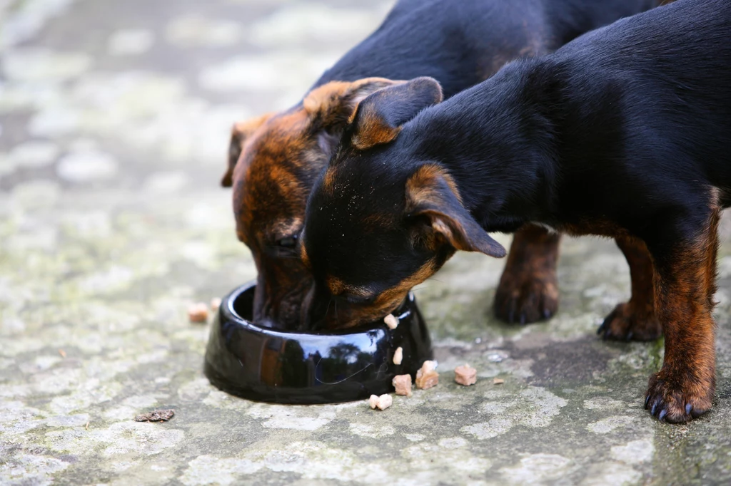 Właściciele psów z reguły nie dbają o podstawowe zasady higieny podczas podawania karmy - wykazało badanie w USA