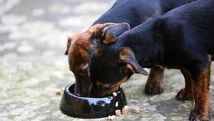 Właściciele psów nie przestrzegają zasad higieny podczas podawania karmy