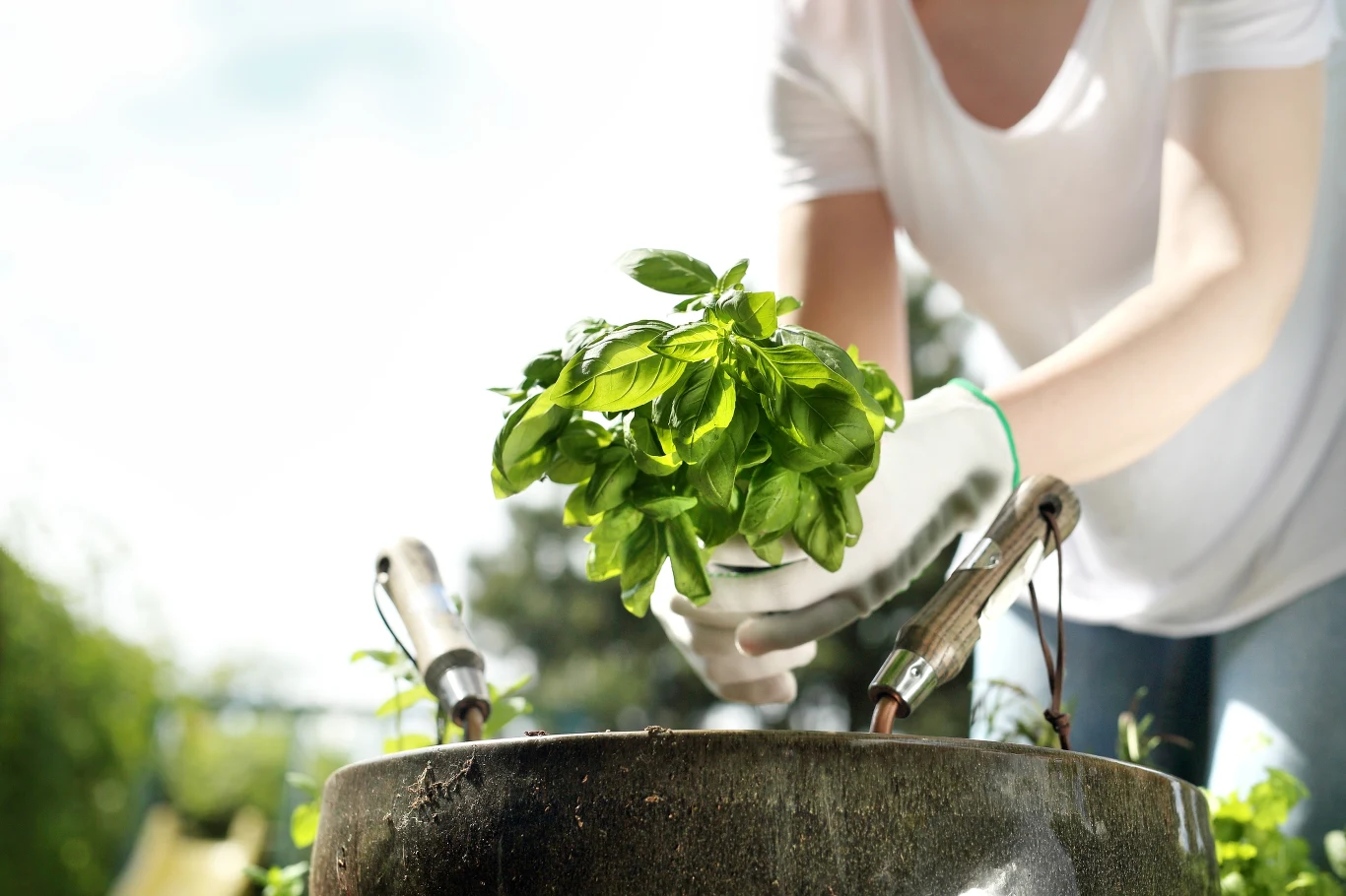 Bazylia to nie tylko kulinarny dodatek. Sprawdzi się również w walce z insektami Bazylia to nie tylko kulinarny dodatek. Sprawdzi się również w walce z insektami