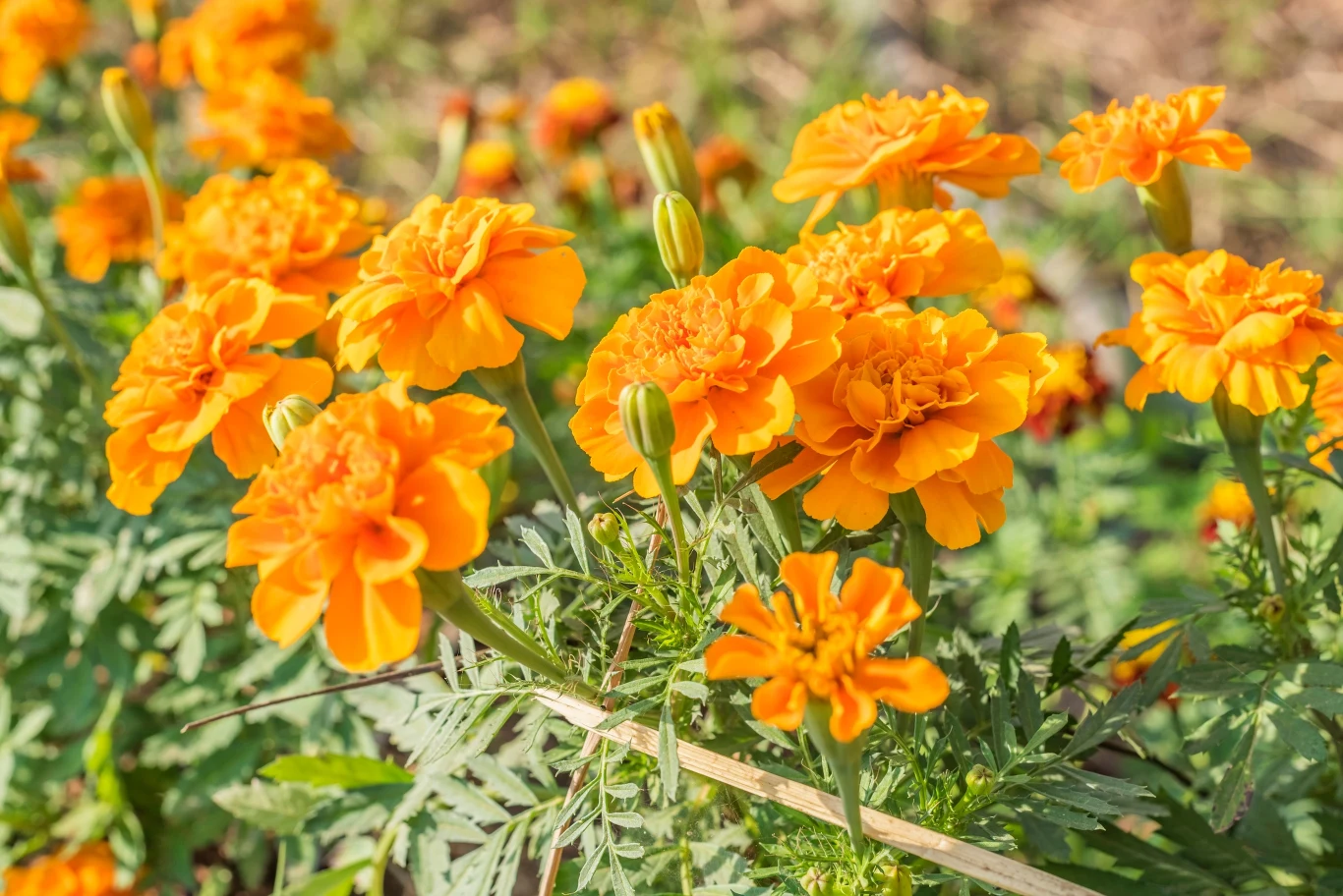 Aksamitka poradzi sobie z komarami i mszycami Aksamitka poradzi sobie z komarami i mszycami